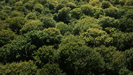 Image of loads of trees from above